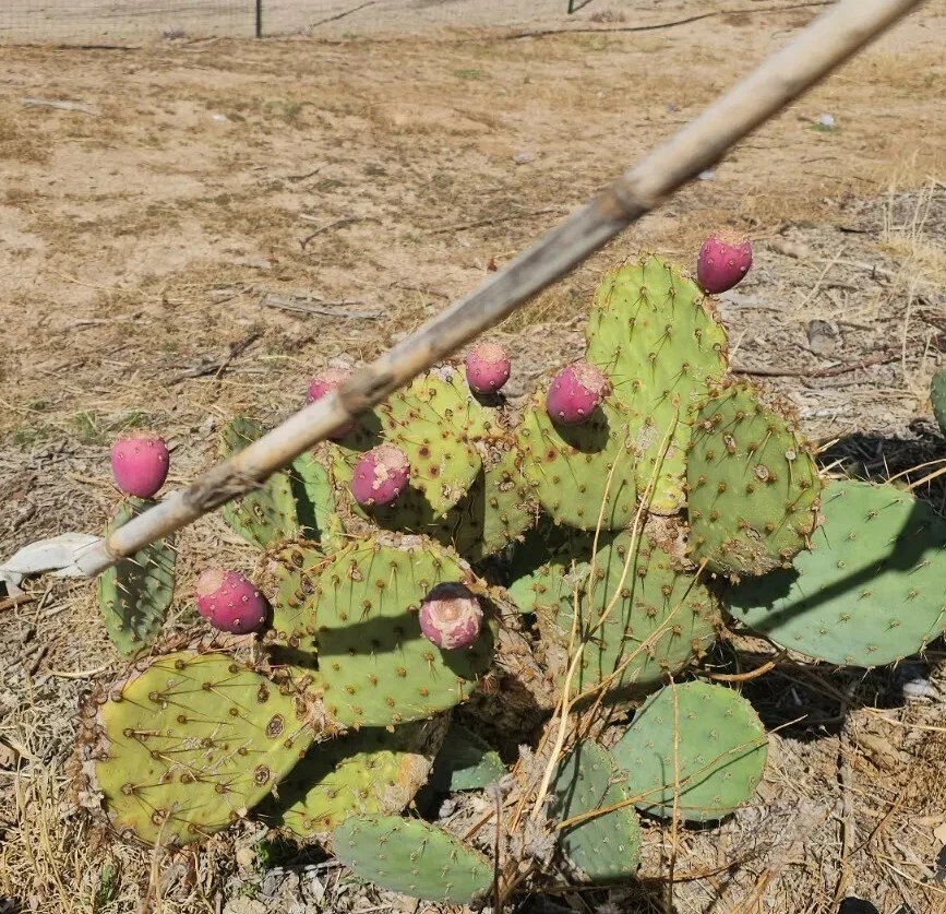 Desert Prickly Pear Cactus Opuntia Phaeacantha 2 Pads 4-7 Inch Cold Hardy Succulent Plant for Garden and Xeriscape
