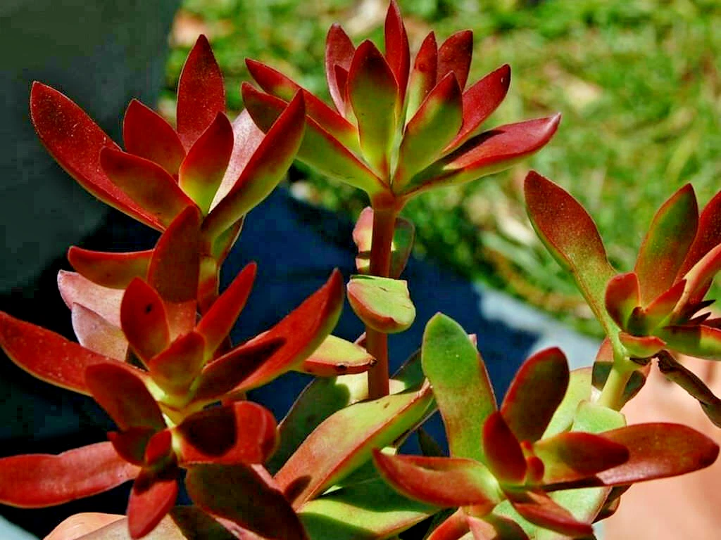 Crassula Platyphylla Burgundy Succulent Cuttings – 3 Unrooted Propagation Plants, Red-Toned Foliage, Easy to Grow