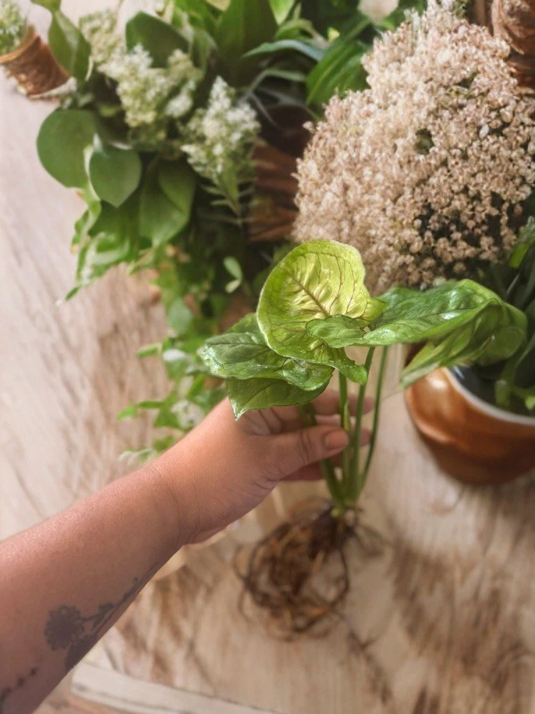 Syngonium ‘Berry Allusion’ Plant – Rooted Leaf Cutting, Pink-Tinted Arrowhead Vine, Indoor Houseplant, Easy Care, Greenery, Starter