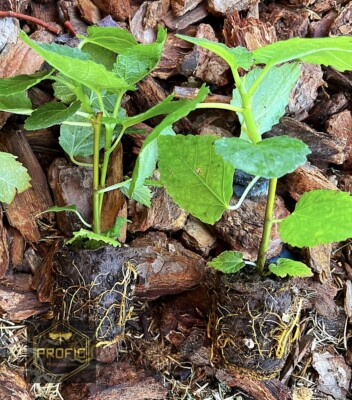 Fig Tree Live Plant – Yellow Long Neck Ficus carica, Rooted Yellow Fig Fruit Tree for Garden or Orchard