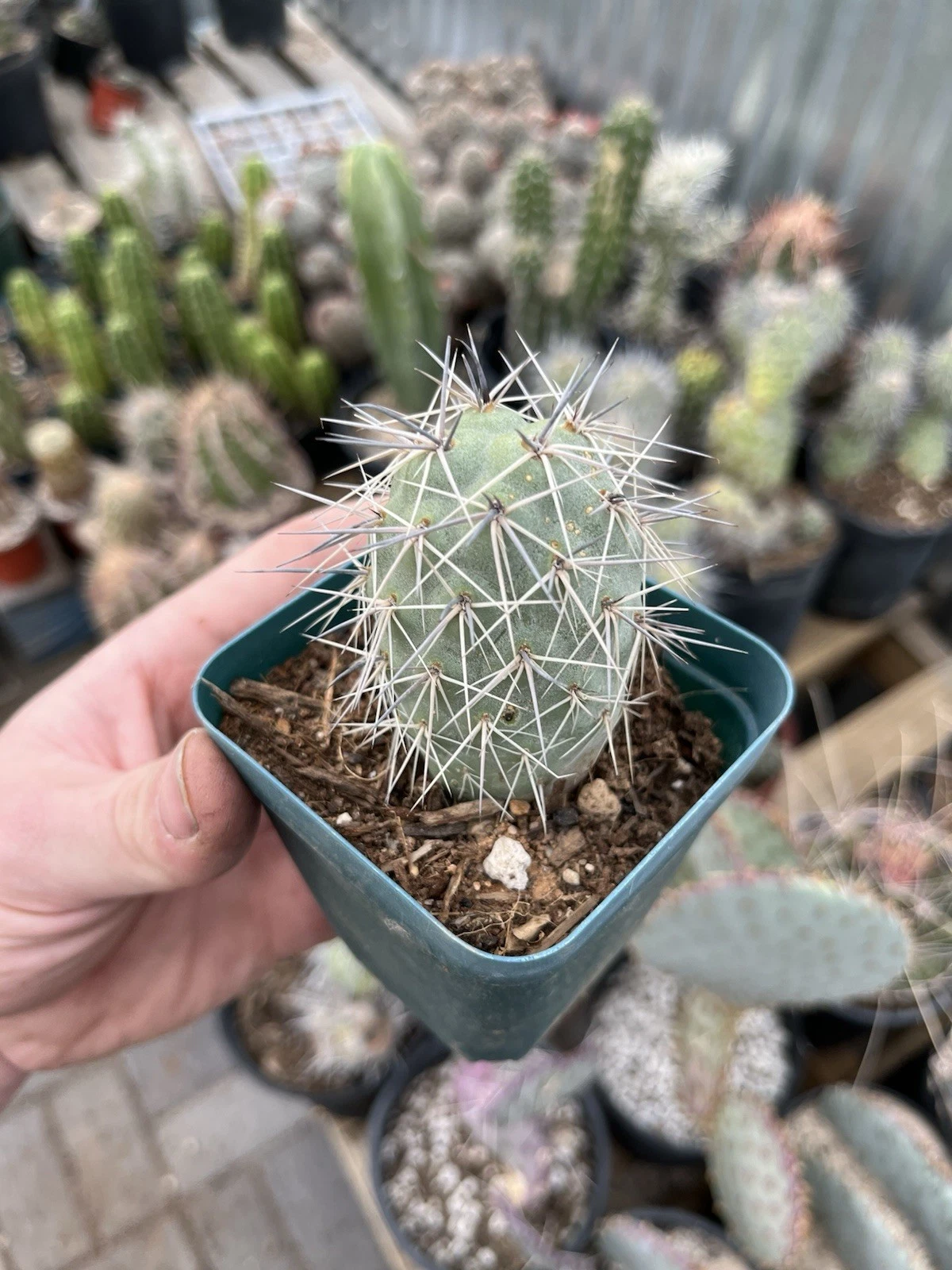 Tephrocactus alexanderii Bare Root Cactus – Rare Single Segment Opuntia Collectible Plant