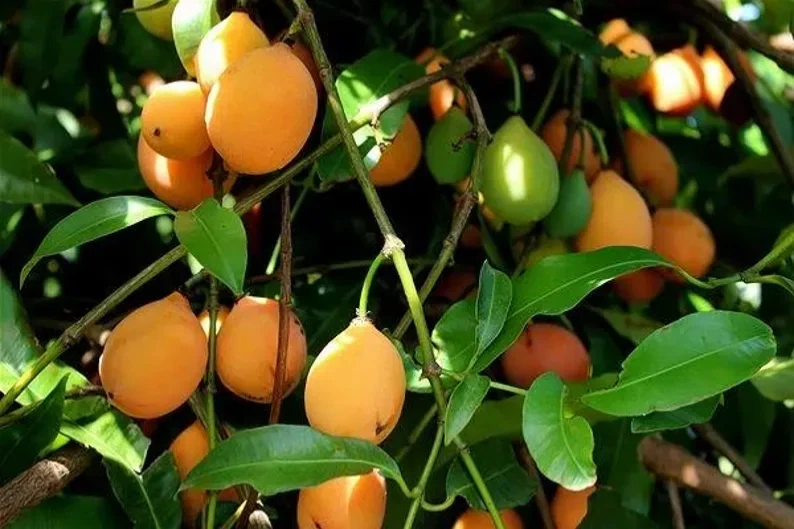 Achacha Fruit Tree Cutting - Unrooted Garcinia humilis - Exotic Tropical Plant for Propagation, Freshly Harvested Stem