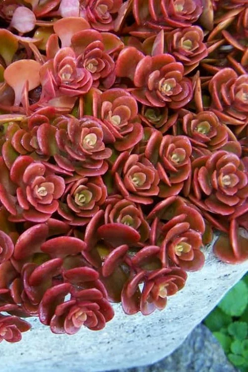 Coral Reef Stonecrop Sedum Cuttings – Lot of 5 Unrooted Succulent Stems for Propagation, Hardy, Low-Maintenance, Garden or Indoor Plant