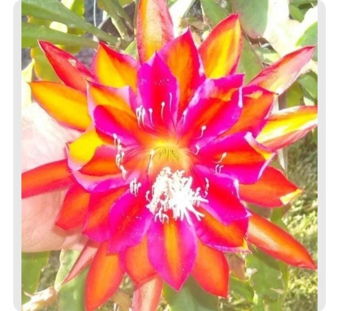 Epiphyllum Cuttings – 5 Premium Orchid Cactus Varieties, Easy Rooting Succulent Stems for Pots & Hanging Displays