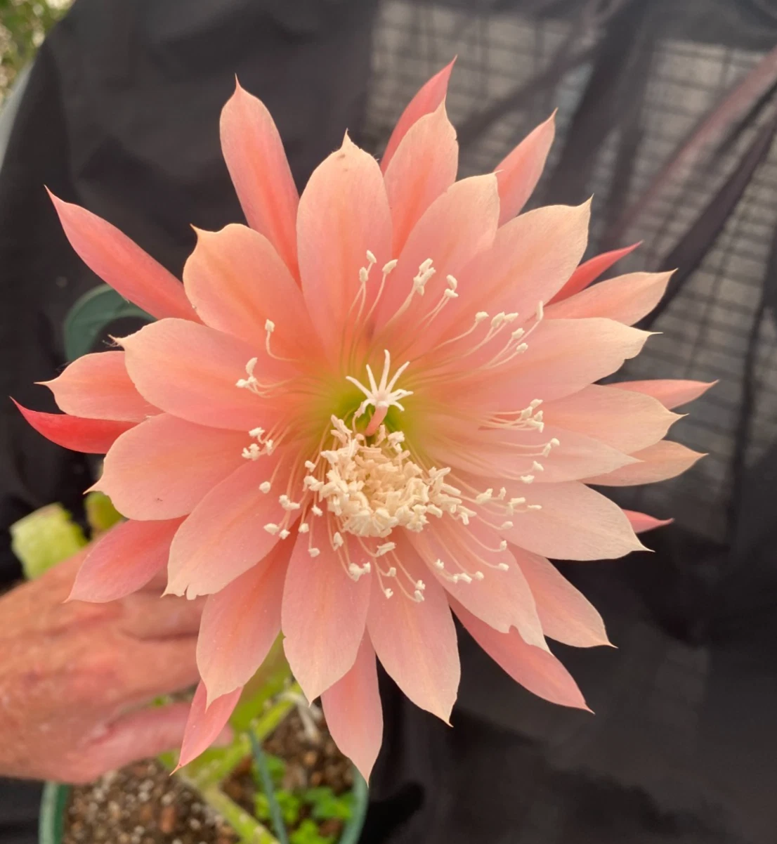 Epiphyllum Orange Fiesta – Two Rooted Orchid Cactus Plants in 3" Pots with Bright Orange Flowers, Colorful Succulent Houseplant
