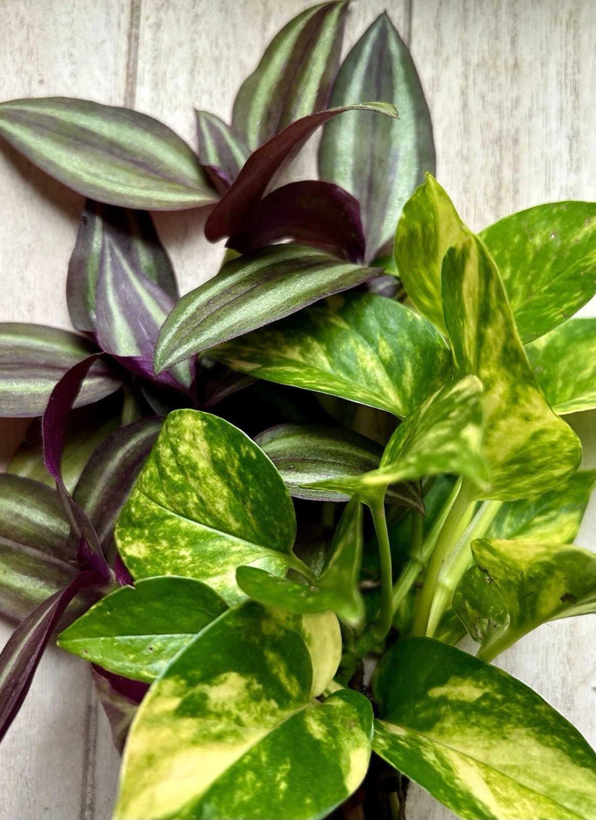 20 Rooted Houseplant Cuttings – Pothos & Tradescantia Zebrina Mix – Indoor Vines for Pots or Water – Easy to Grow, Healthy Greenery
