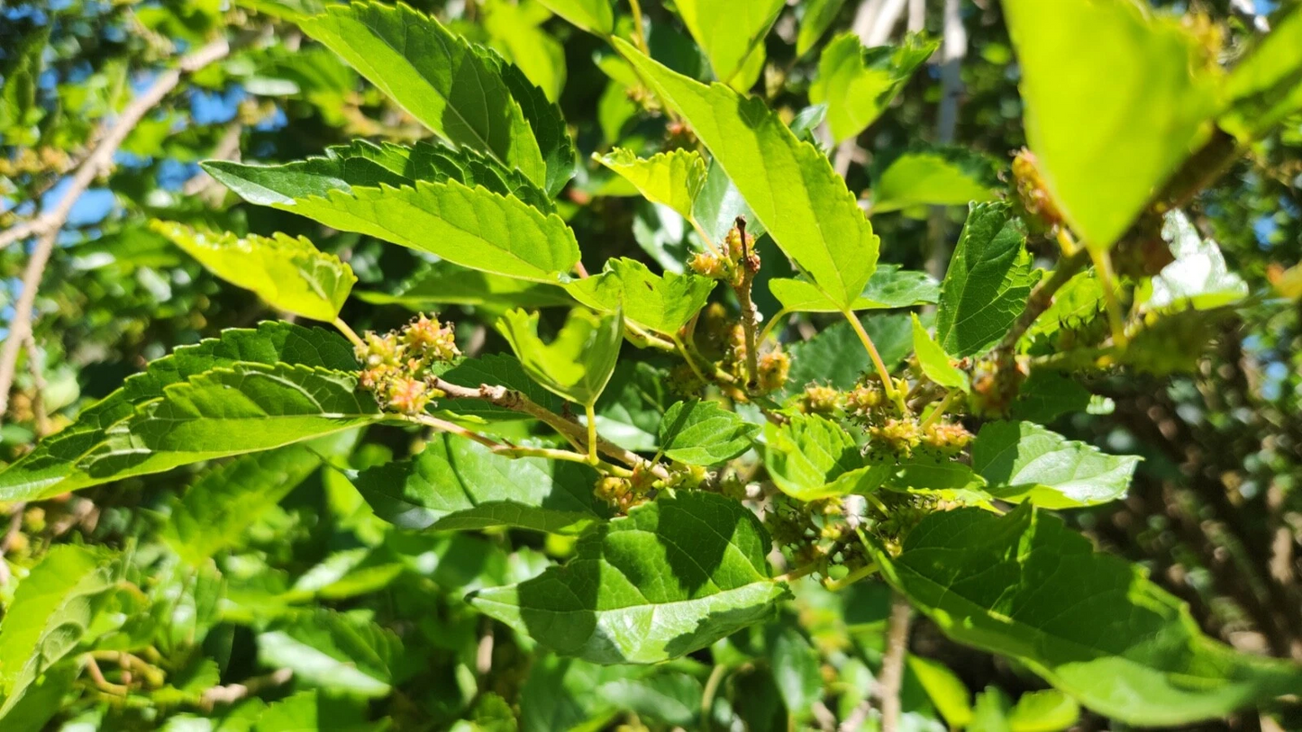 Dwarf Everbearing Mulberry Cuttings – 20 Live Unrooted Morus nigra Stems for Fruit Tree Propagation