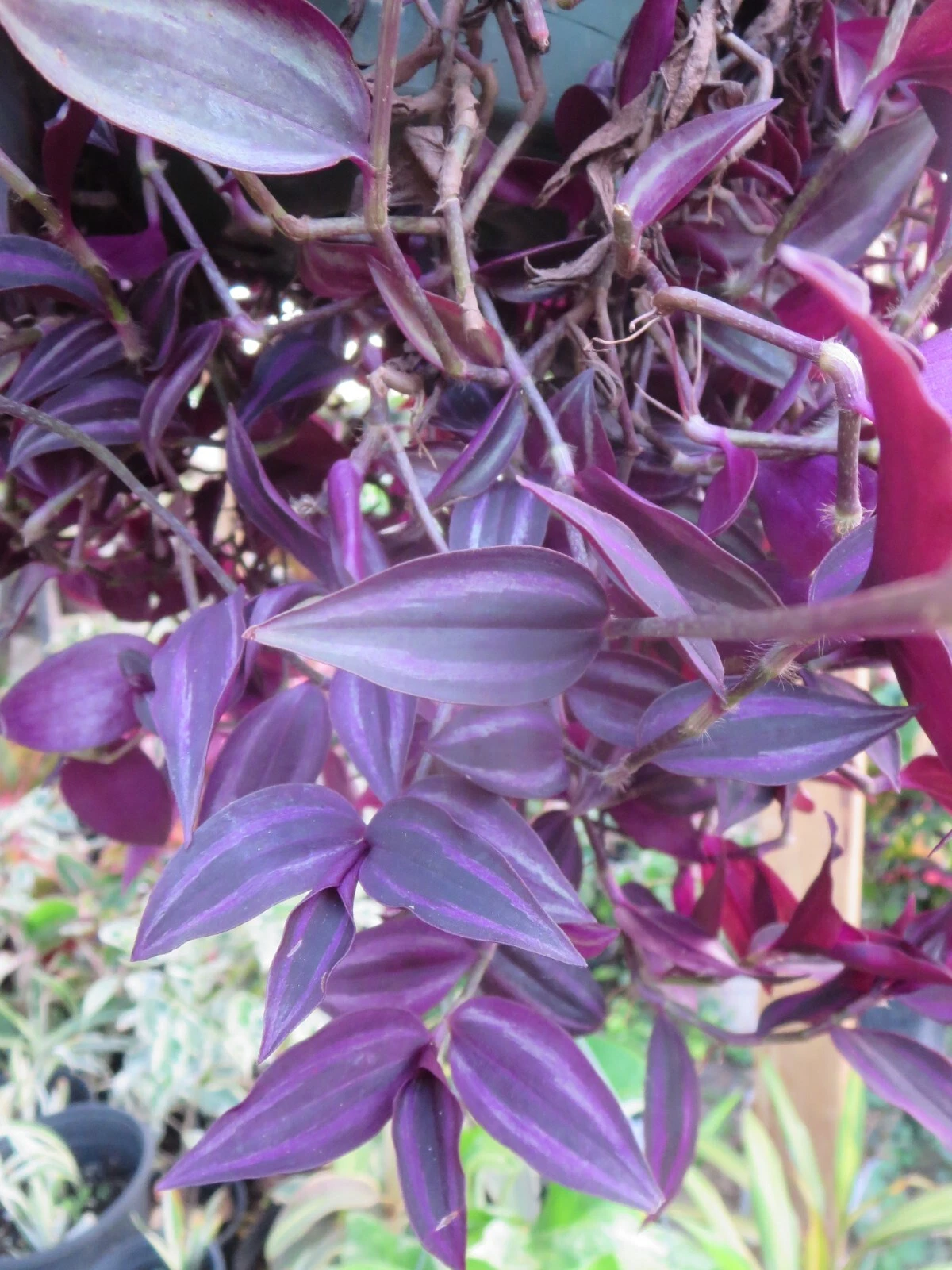 Tradescantia Zebrina Burgundy Unrooted Cuttings – Wandering Jew Indoor Houseplant Starter, Vibrant Burgundy and Silver Stripes