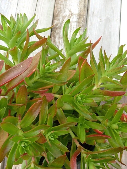 Crassula Campfire Succulent Cuttings – Live Unrooted Stems with Bright Red-Green Leaves, Crassula capitella, Easy to Grow Planting Material