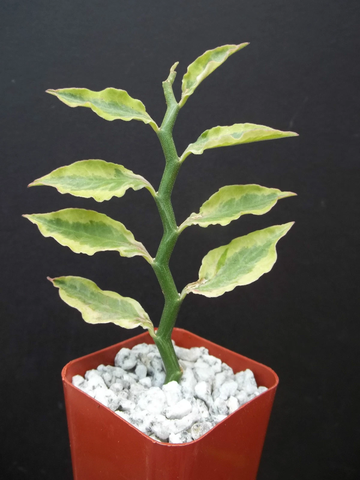 Pedilanthus Tithymaloides Yellow Variegated Succulent – 2" Starter, Zigzag Plant, Indoor Ornamental, Rare Houseplant, Devil’s Backbone