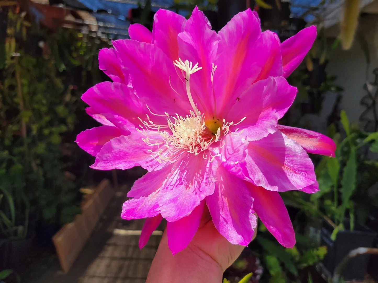 Epiphyllum ‘San Miguel’ Unrooted Cuttings – Orchid Cactus Propagation, 8–10 Inches, Showy Blooms, Easy Rooting
