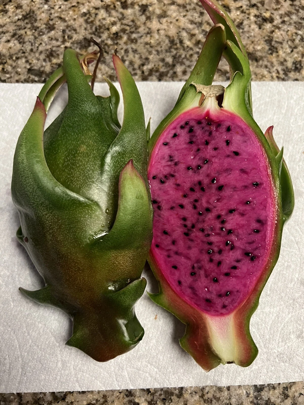 Asunta-X Dragon Fruit Cuttings – 8–12 Inch Hylocereus Hybrid Climbing Cactus for Trellises and Gardens