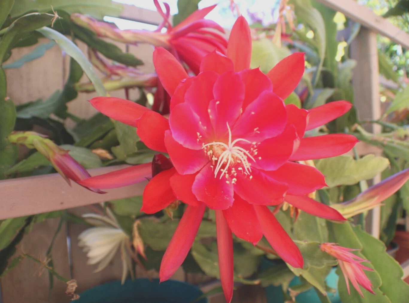 Epiphyllum Orchid Cactus Cuttings – 3 Live Mixed Cultivars Including Lily Voodoo – Indoor Outdoor Succulent Plant Propagation