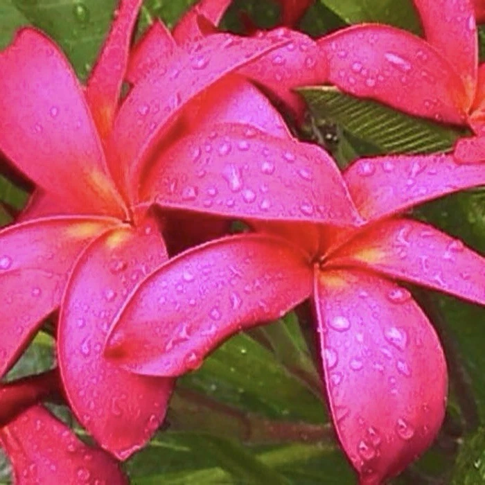 Pink Plumeria Frangipani Cuttings – Unrooted Tropical Flowering Tree Stems for Propagation, 10–12 Inches, Pink Blooms, Plumeria spp.