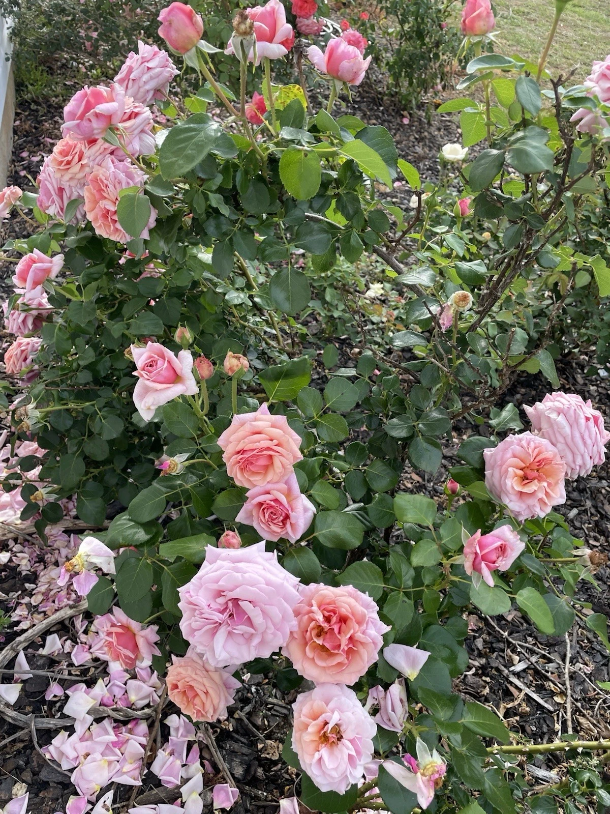 Lady Ashe Climbing Rose Cuttings – 5 Fresh Unrooted Rosa Hybrid Stems with Fragrant Blooms for Garden Vertical Display