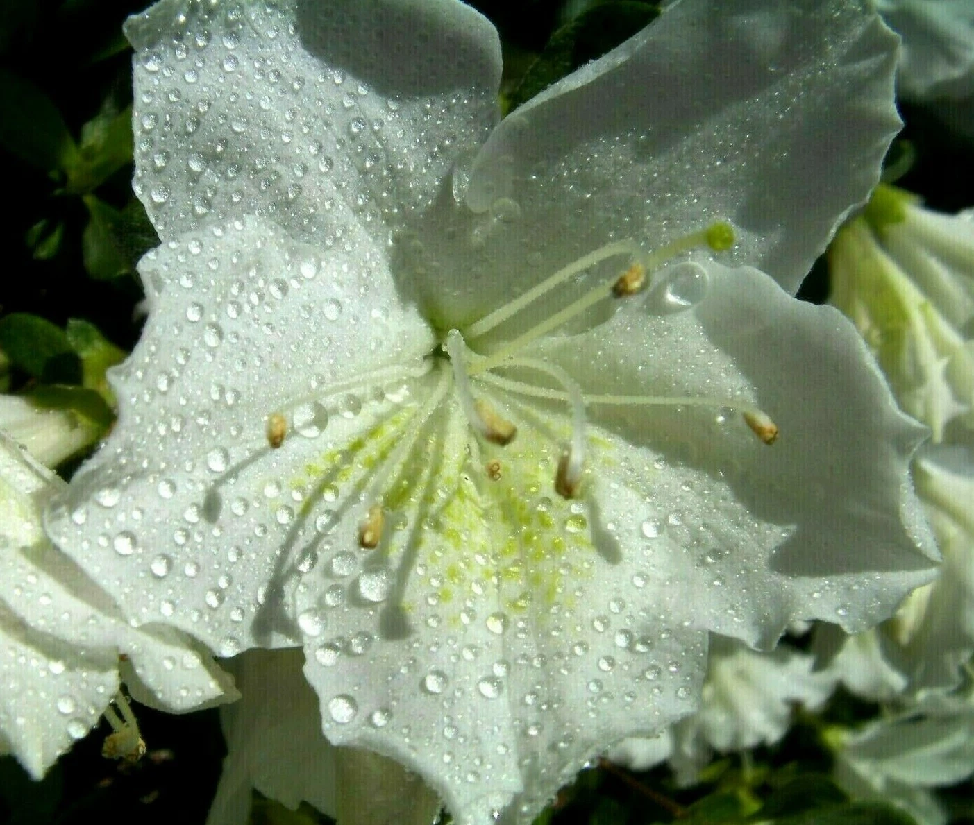 White Azalea Cuttings – 7 Unrooted Shrub Stems for Planting, Large White Flowering Azalea (Rhododendron indicum)