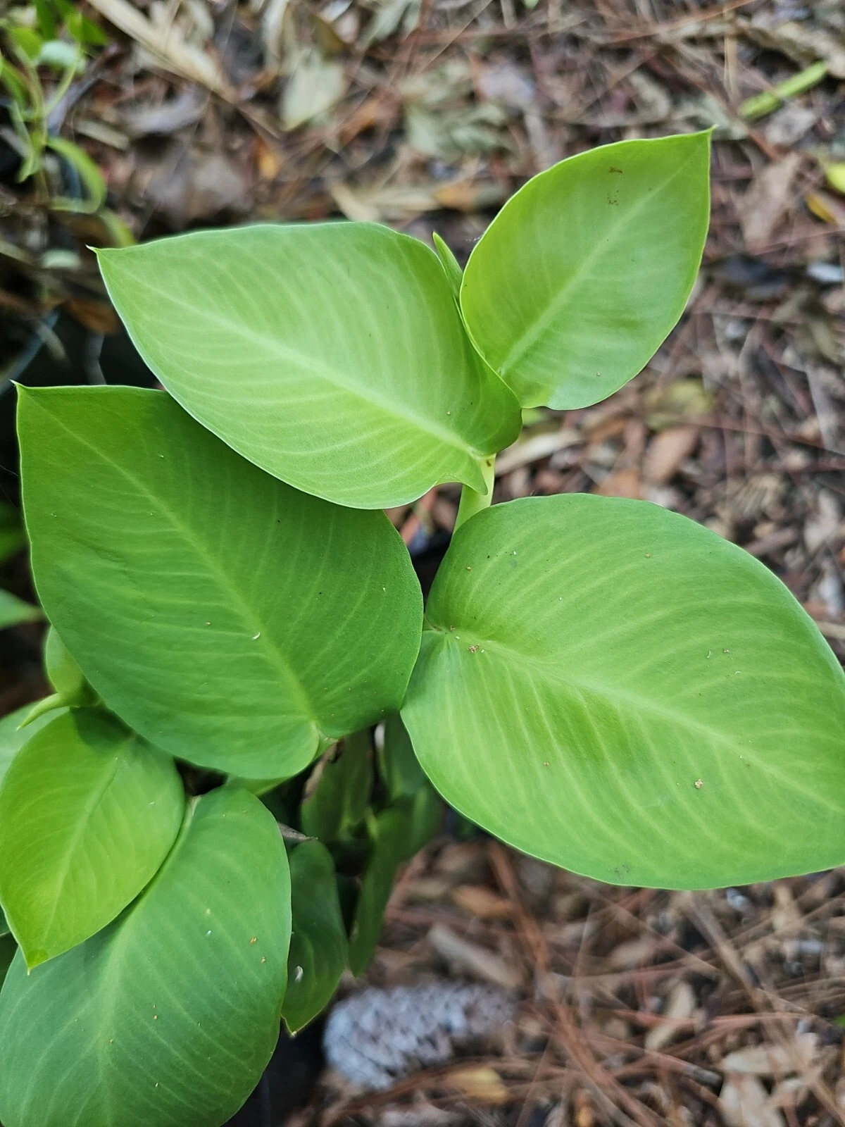 Rhaphidophora hayi Shingling Plant Cutting – Unrooted Node for Propagation, Tropical Climbing Vine, Green Foliage