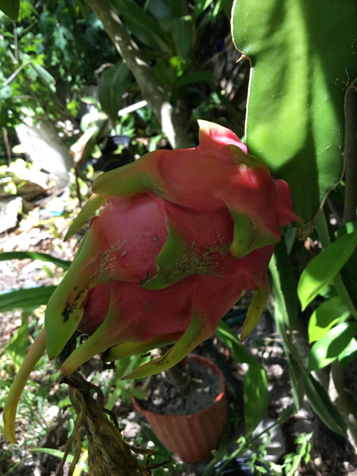 Dragon Fruit Cuttings – 2 Vietnam Variety 8–12 Inch Clippings + Bonus 4 Inch Rooting Plant Hylocereus undatus