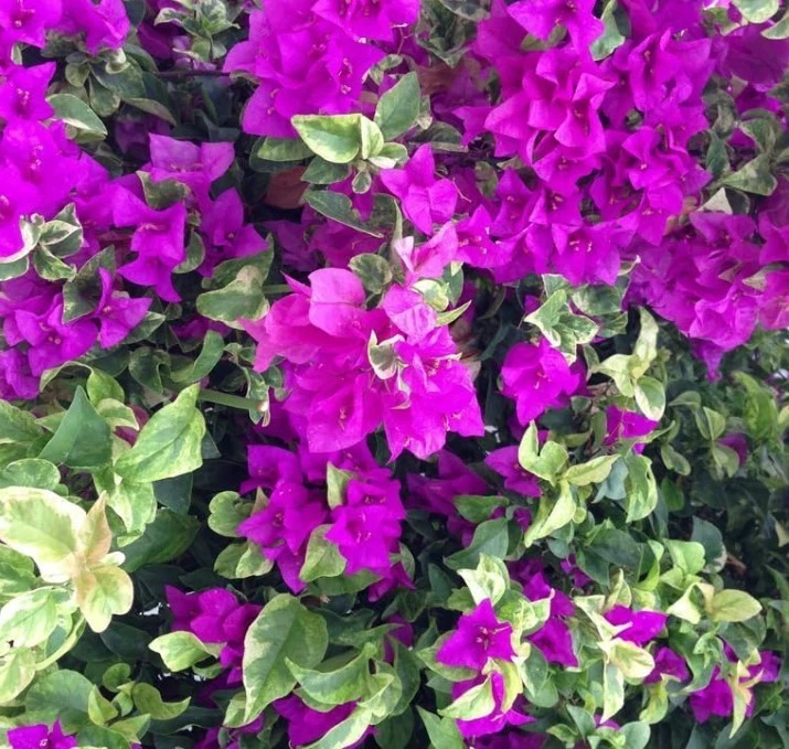 Blueberry Ice Bougainvillea Live Rooted Plants – Set of 2, Vibrant Purple and Blue Bougainvillea for Outdoor Gardens and Patios