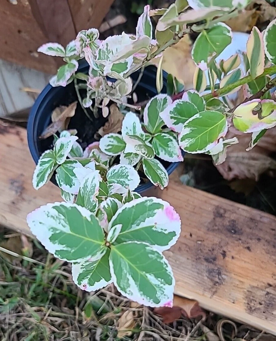 Variegated Creeping Fig Cuttings – Ficus pumila Variegata – 5 Unrooted Clippings, Over 6 Inches, Indoor & Outdoor Planting