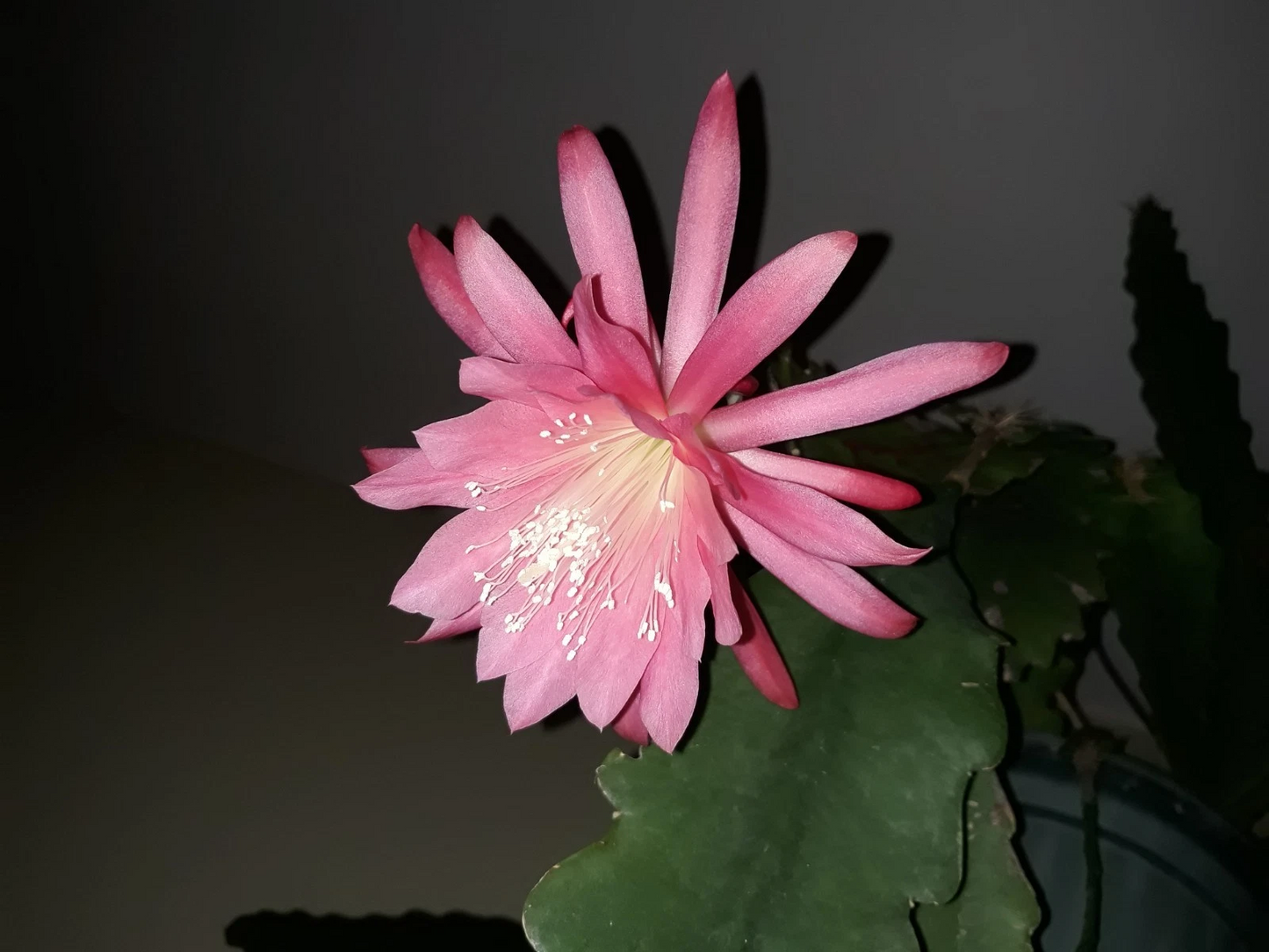 Epiphyllum Orchid Cactus Pink Unrooted Cuttings – Trailing Epiphytic Cactus Propagation Plant