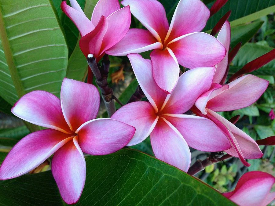 Pink Plumeria Cuttings – 2 Live Unrooted Tropical Flower Tree Propagation, 8 Inch Pink Frangipani Branches