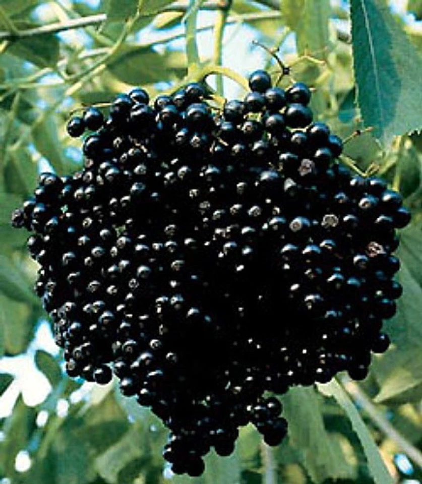 Elderberry Cuttings for Planting – 10 Unrooted Sambucus spp. Stem Propagation Material for Outdoor Garden