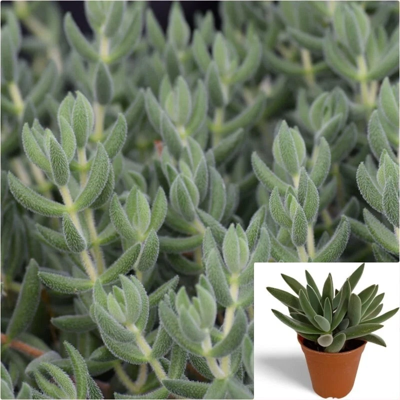 Crassula mesembryanthoides Succulent Cuttings – 15 Fuzzy Moon Glow / Pig Ear Crassula Propagation Starts