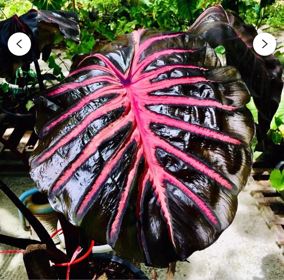 Black Lava Colocasia Plant – Rooted Small Elephant Ear Starter for Tropical Gardens & Landscape Pots – Taro Variety (Colocasia esculenta)