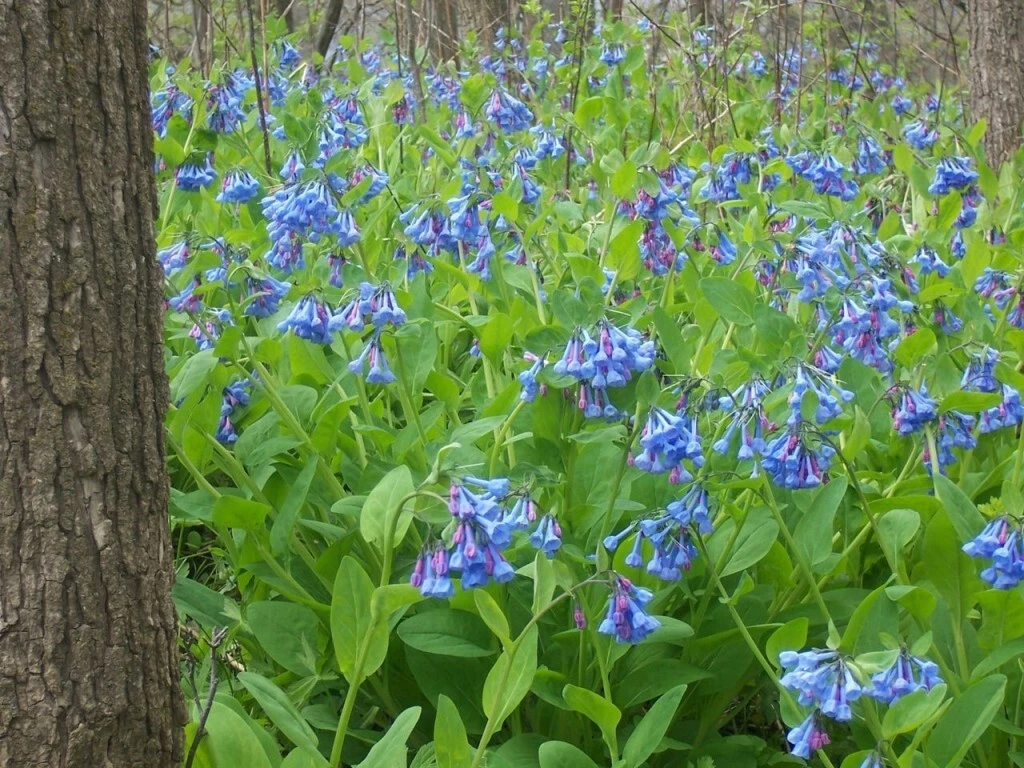 Virginia Bluebells Perennial Plants – 3 Mertensia Virginica Shade-Loving Woodland Flower for Garden Naturalizing