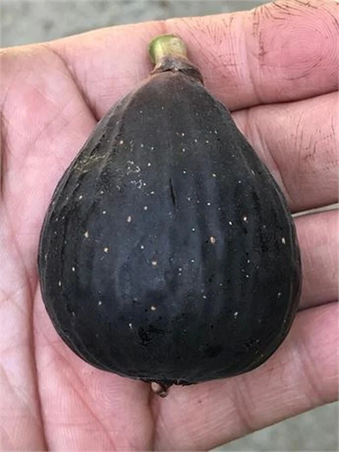 Violette de Bordeaux Fig Cutting – Hardwood Stem with 3+ Nodes, Over 8 Inches, Ficus carica, Fruit Tree for Rooting & Grafting