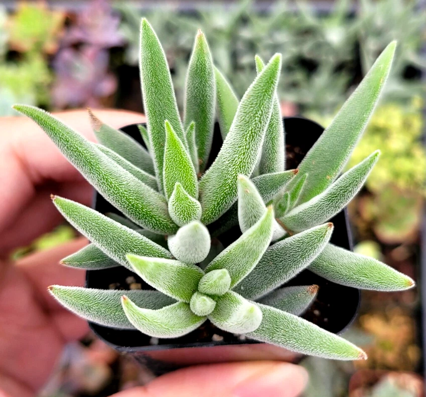 Crassula Mesembryanthemoides Tenelli Live Succulent Plant – 2 Inch Potted Starter for Indoor & Garden Decor