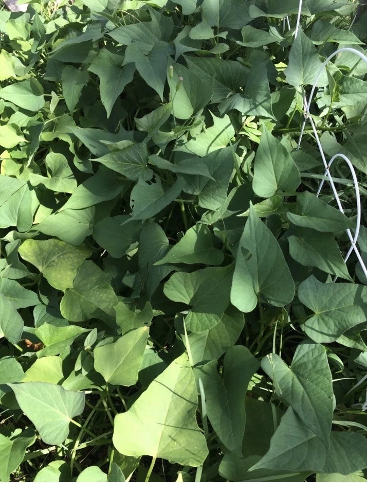 10 Okinawa Purple Sweet Potato Slips – Organic Ipomoea batatas Starter Plants for Home Garden, Vines, Edible Tubers