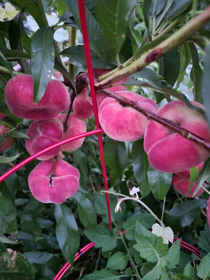 White Donut Peach Cuttings – 10 Unrooted Branches for Grafting or Rooting, Saturn Peach Variety, Prunus Persica