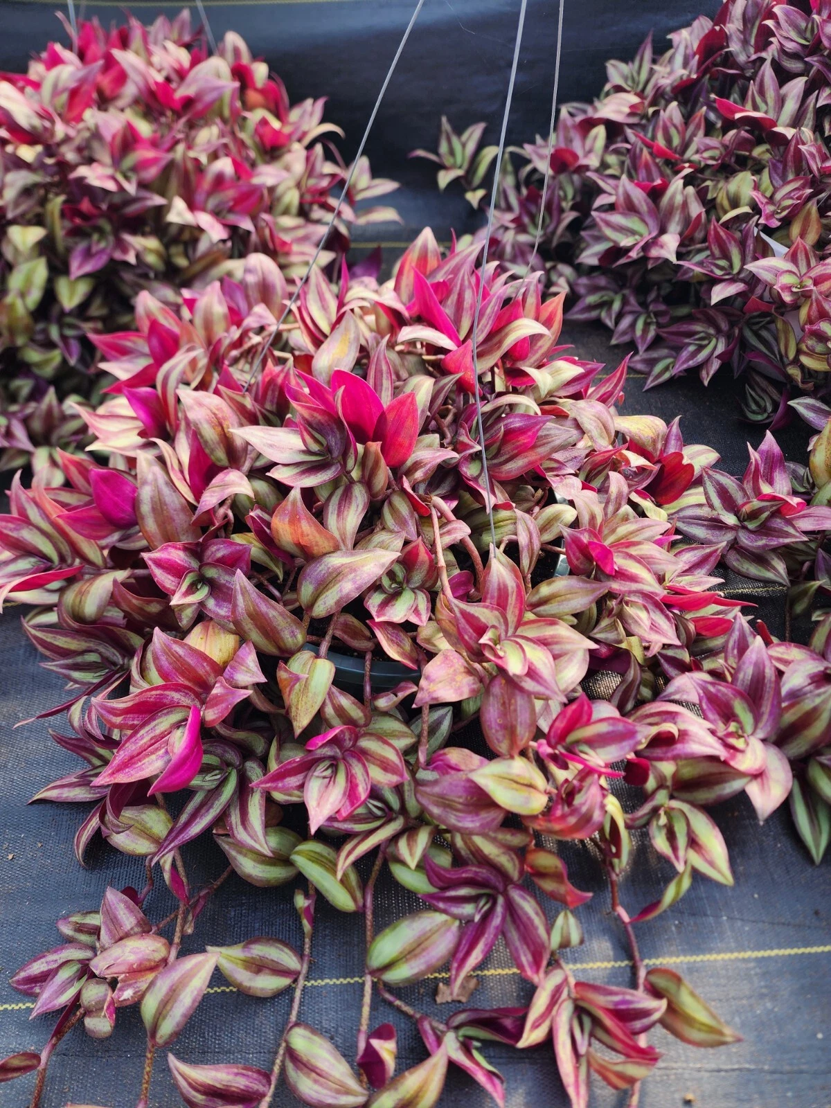 Tradescantia Zebrina Cuttings – 20 Live Unrooted Trailing Houseplant Propagation Material, Purple Green Foliage
