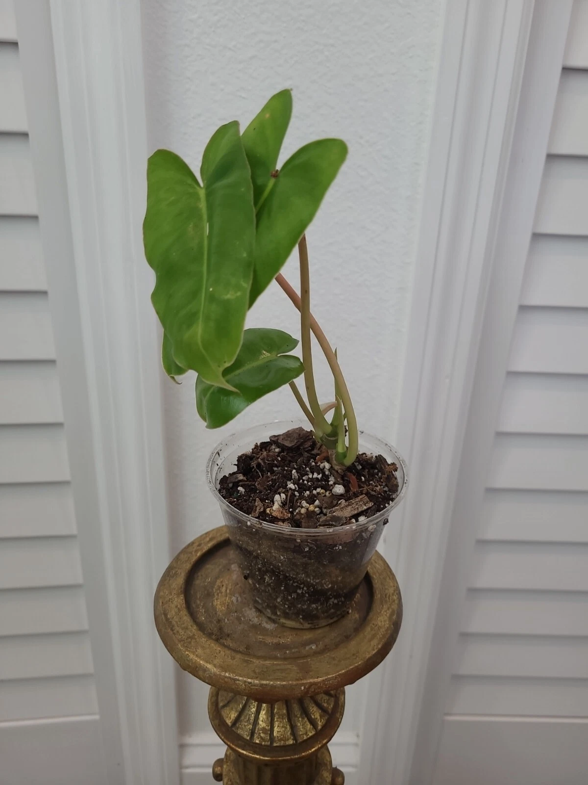 Philodendron Burle Marx Live Plant – Rooted Green Leaf Houseplant – Indoor Garden, Multi-Growth Starter, Lush Greenery
