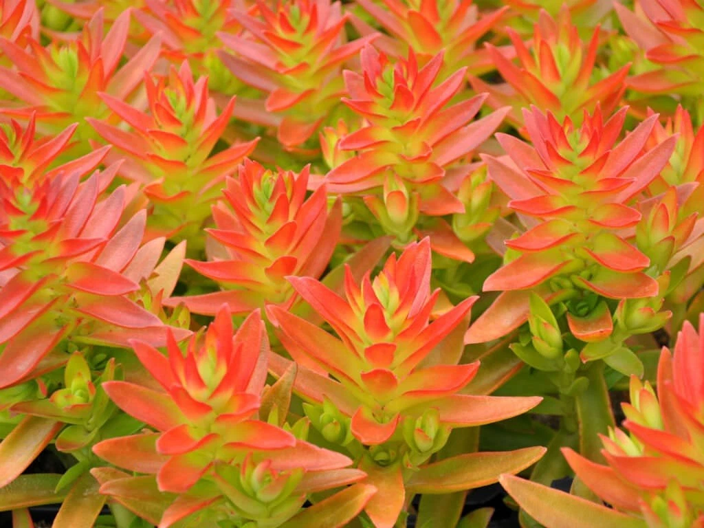 Crassula capitella ‘Campfire’ Succulent Cuttings – 3 Fresh Rooting Plants, Vibrant Fire-Color, Easy Care, Indoor & Outdoor Gardening
