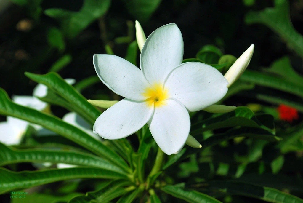 Plumeria Pudica Rooted Cutting – 15–20 Inch Live Tropical Evergreen Tree – Frangipani Plant for Garden or Container