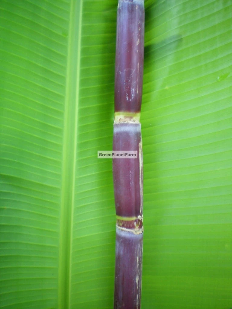 Florida Red Sugar Cane Cuttings – 4 Live Saccharum officinarum Cane Sections for Planting, Red-Stem Perennial Grass
