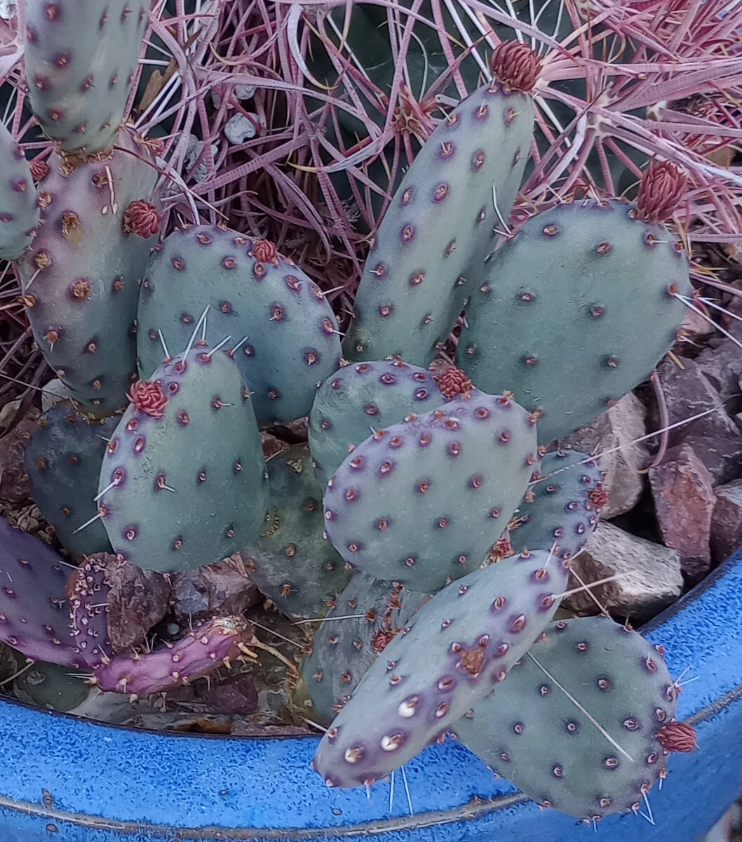 Opuntia gosseliniana Santa Rita Purple Prickly Pear Cactus Live Pad Cutting Cold Hardy Arizona Plant