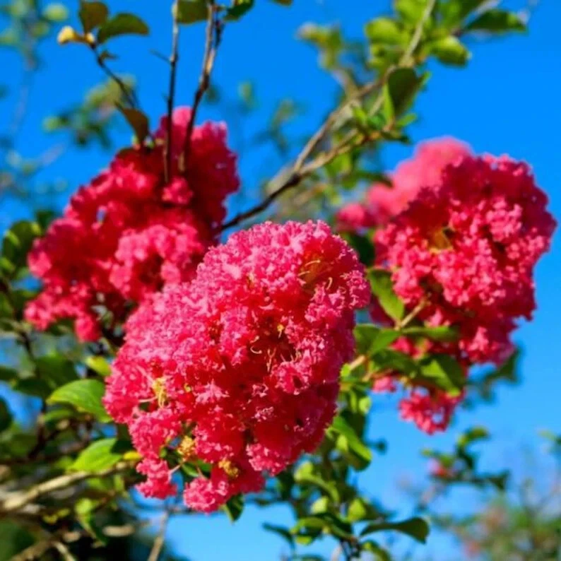 Crape Myrtle Cuttings 8 Pack Deep Pink Heirloom Live Lagerstroemia indica Stems for Rooting Flowering Shrub Starts