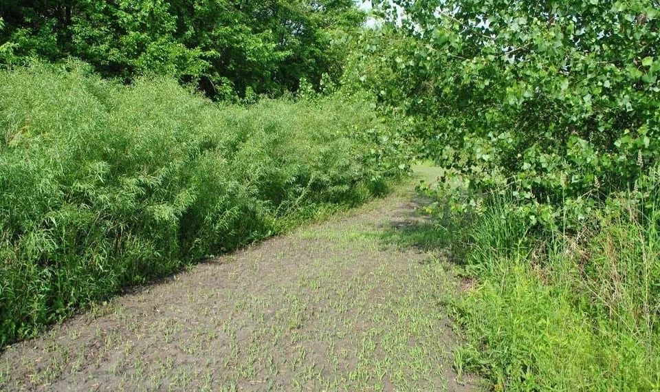 100 Austree Hybrid Willow Cuttings – Fast-Growing Salix for Privacy Hedge, Windbreaks, and Landscaping