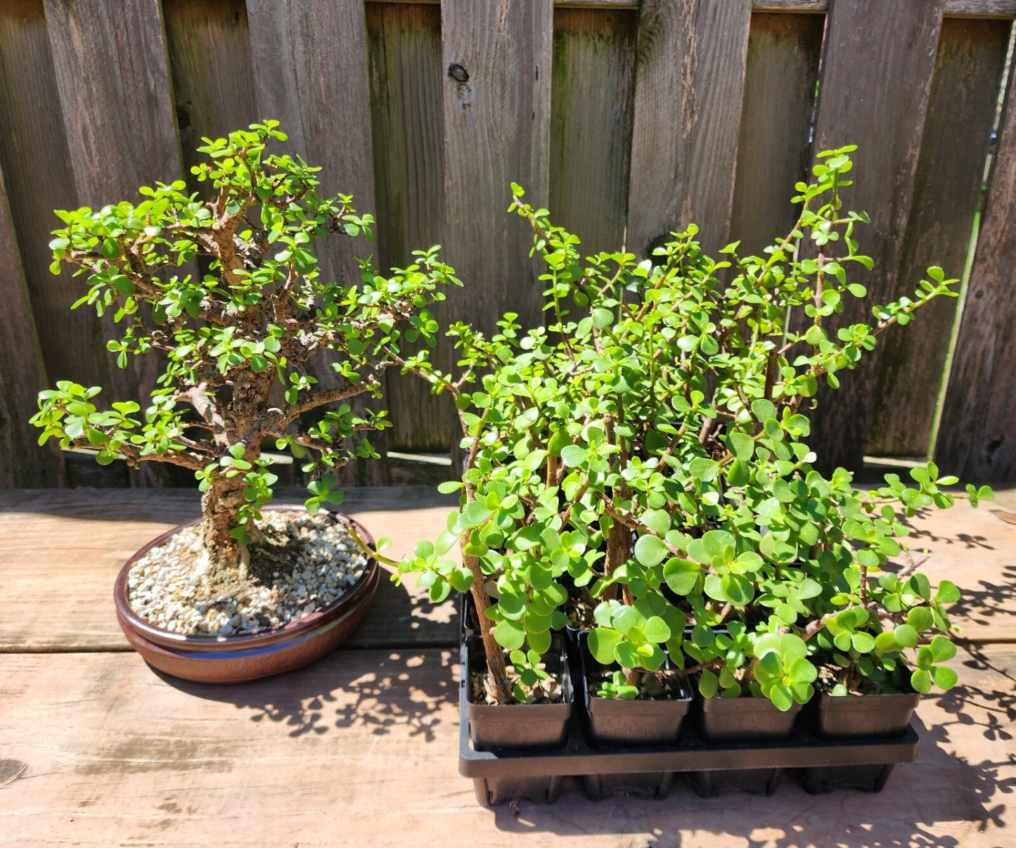 Dwarf Jade Bonsai Set – 3 Rooted Portulacaria afra Plants, Cork Bark Style Starter Bonsai for Indoor or Patio Growing