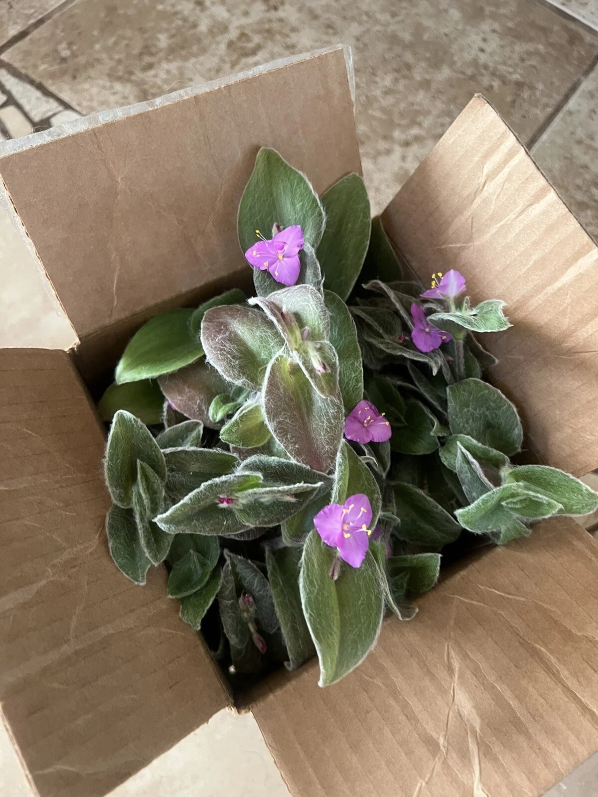 Cobweb Spiderwort Cuttings – 5 Tradescantia sillamontana Live Plant Cuttings with Silver Foliage for Garden or Indoor Decor