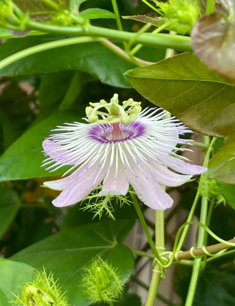 Passiflora Vine Cuttings – 50 Fresh 7-Inch Live Passionflower Stem Starts for Garden Trellises, Butterfly Host Plant, Climbing Passionflower