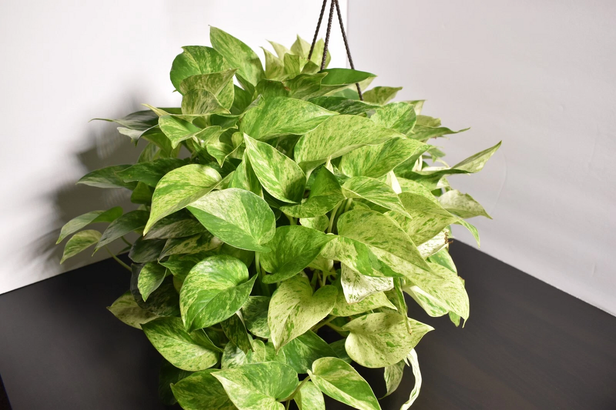 Marble Queen Pothos Cutting - 3-Node Live Plant, Variegated Indoor Vine, Epipremnum Aureum, Cream & Green Foliage