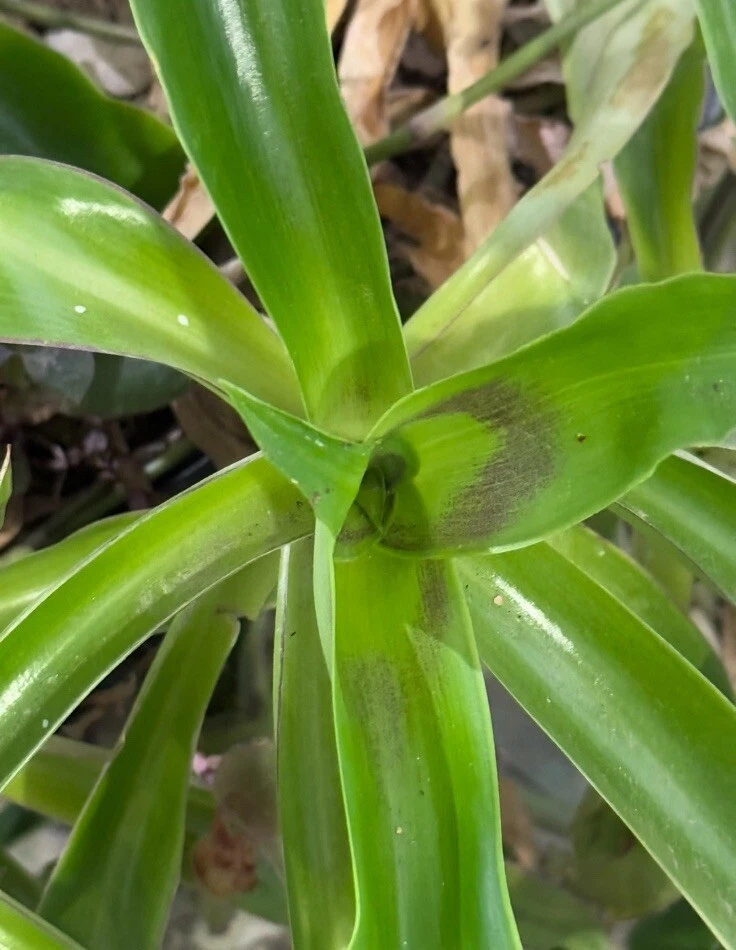 Callisia fragrans Plant Cuttings – Basket Plant, 5 Unrooted Stems, 4-6 Inches, Green Foliage, Easy Care, Indoor Garden
