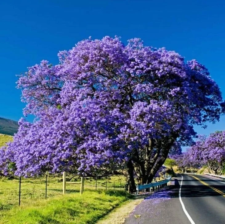 Blue Jacaranda Live Tree 8-10 Inch Starter Plant Jacaranda mimosifolia for Garden Landscaping