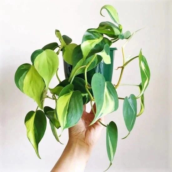 Philodendron Brasil Cuttings – 3 Heartleaf Cordatum Vine Propagation Starter – Variegated Indoor Plant for Rooting and Decor
