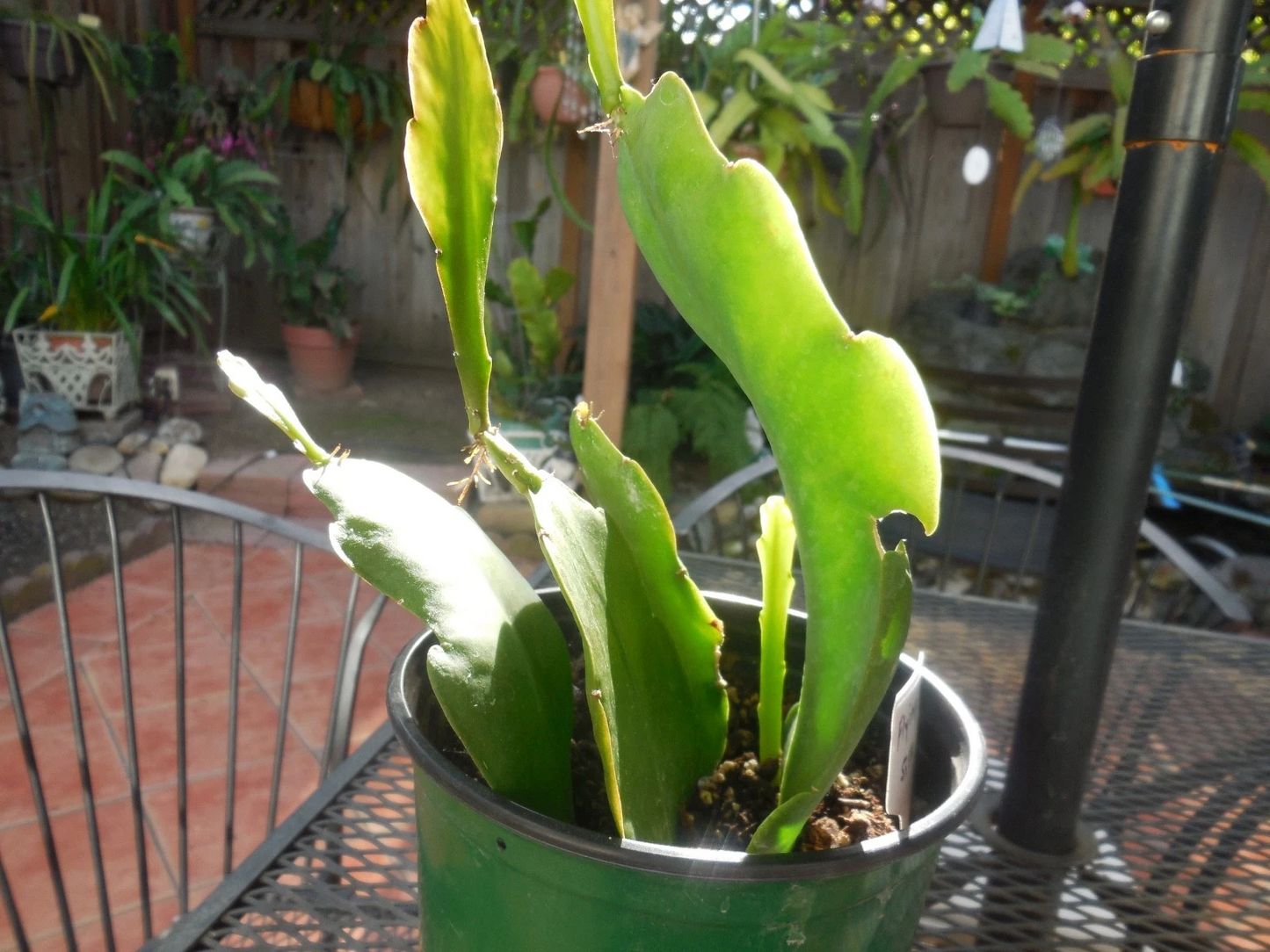 Epiphyllum ‘Flying Silk’ Orchid Cactus – 4 Rooted Cuttings in Pot, Epiphytic Live Plant, Easy Care, Unique Flowering Cactus